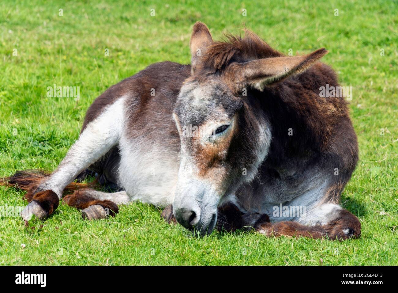 An old donkey lying down and taking it easy in the sunshine. The donkey is resting and sleeping in a very relaxed manner in his retirement years. Stock Photo