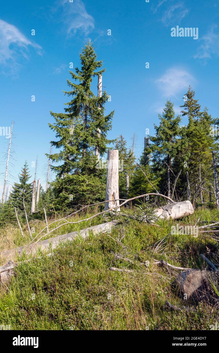 Wanderweg natürlicher Harz Baumsterben Stock Photo