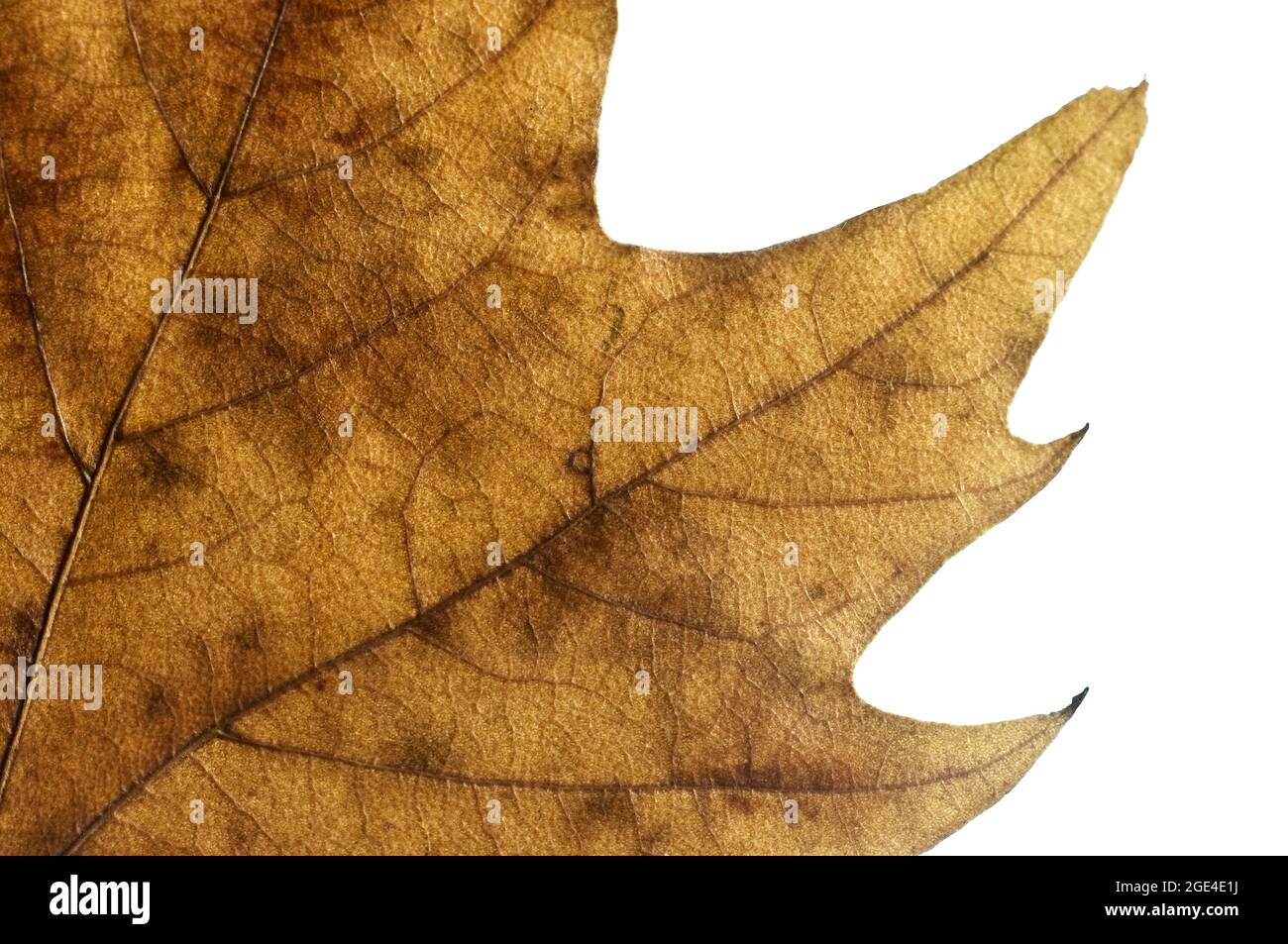 Autumn leaf fallen from a tree with white background. Stock Photo