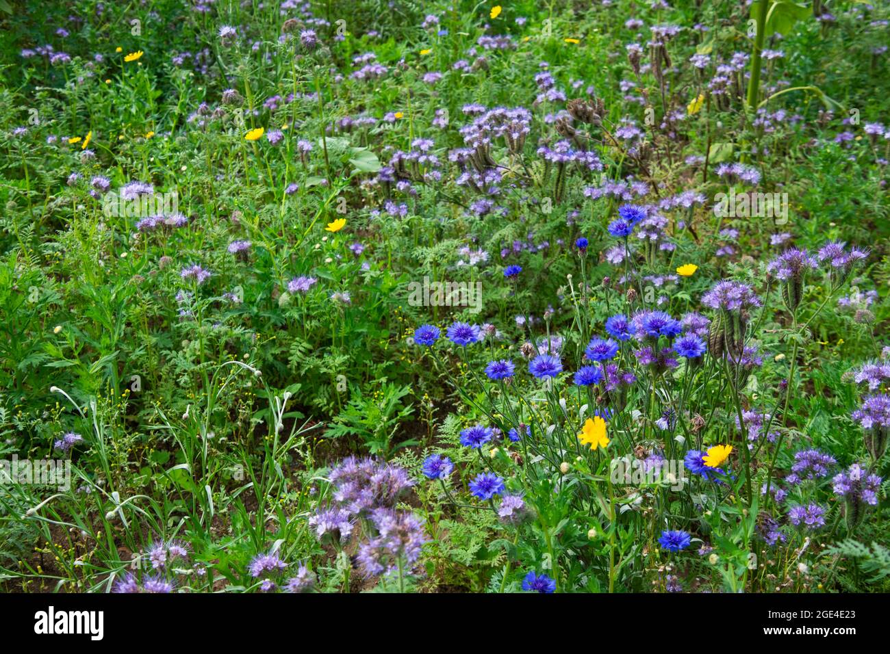 A group of blue cornflowers growing in a field. A well known cottage garden flower of bright blue Stock Photo