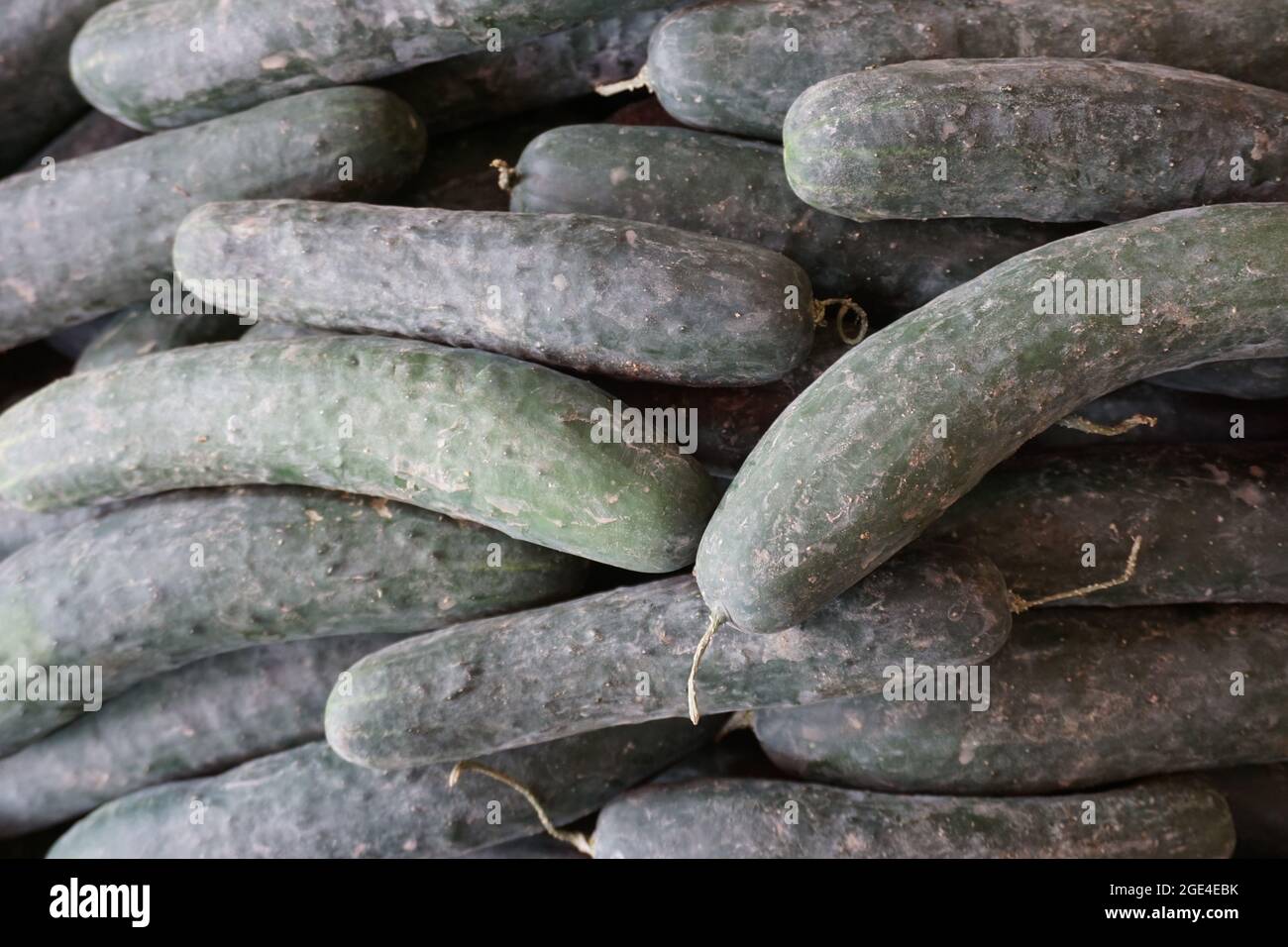 https://c8.alamy.com/comp/2GE4EBK/cucumbers-in-marketmoroccan-traditional-vegetable-green-cucumbers-2GE4EBK.jpg