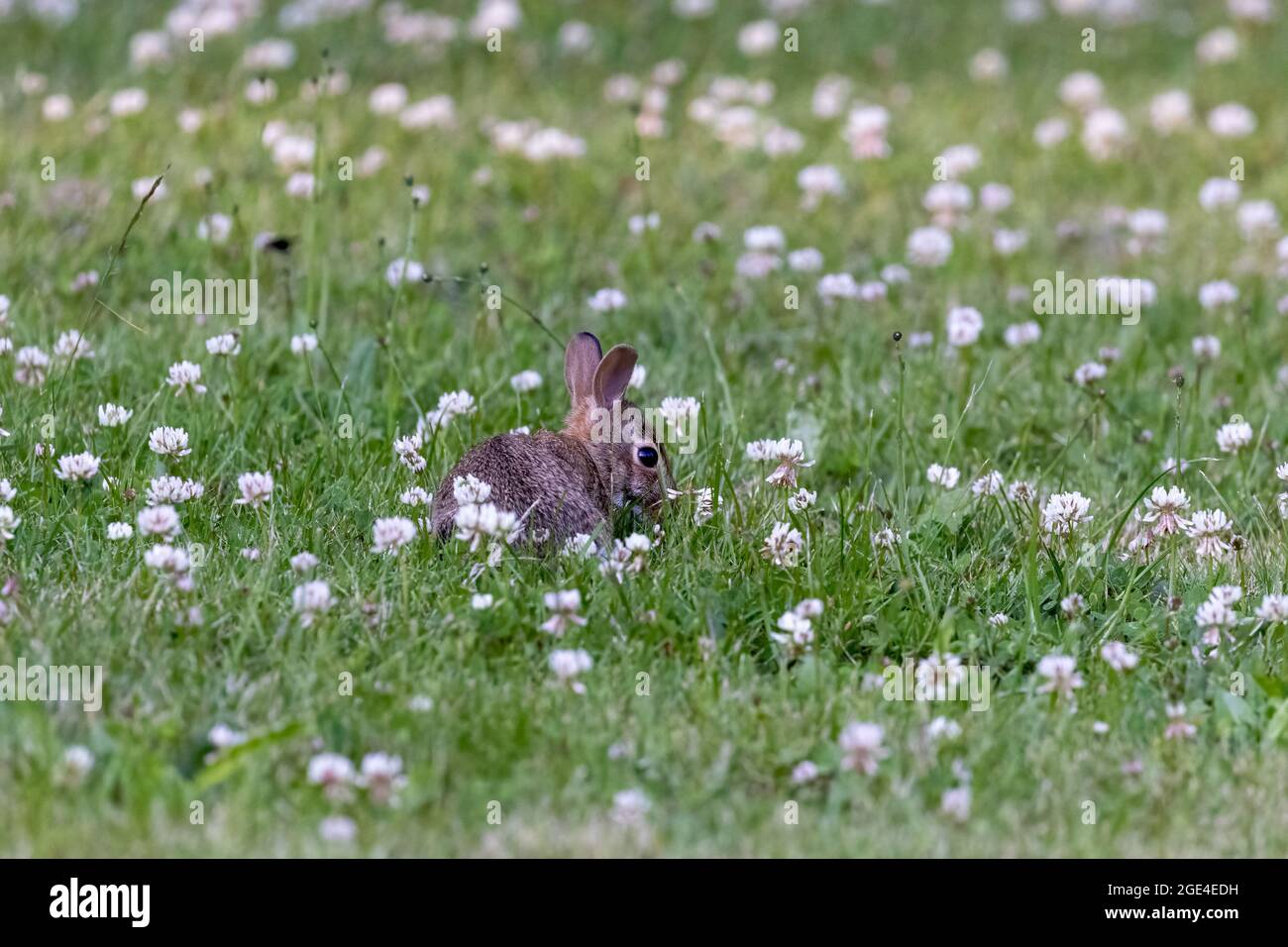 little rabbit in green grass with wildflowers Stock Photo - Alamy