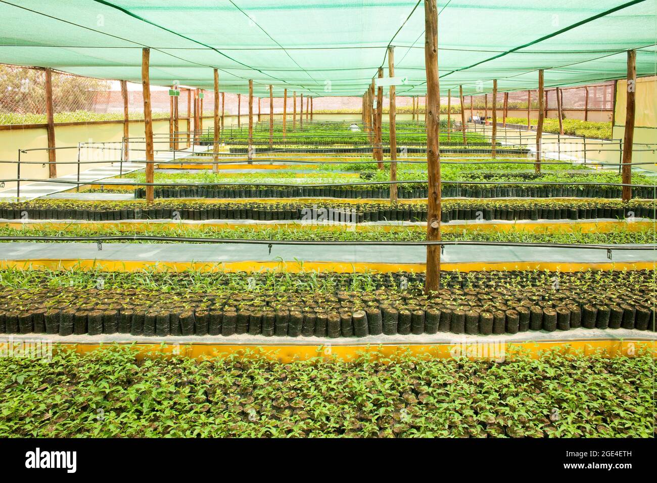 Plants in seedling nursery in a greenhouse Stock Photo Alamy
