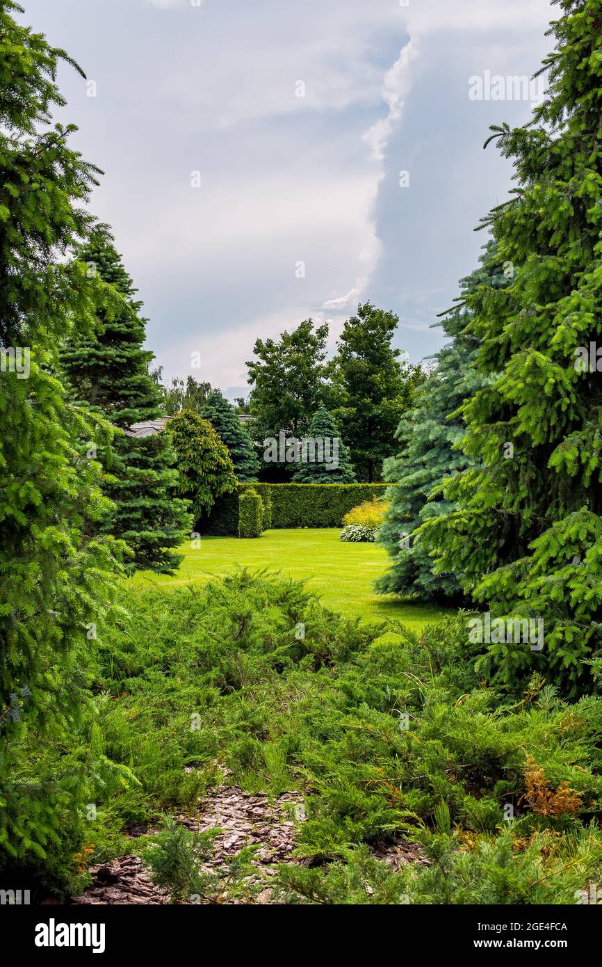 a dense pine park with thorny trees in the middle of a lawn with green grass and evergreen bushes with mulch bark tree in forest landscape in cloudy w Stock Photo