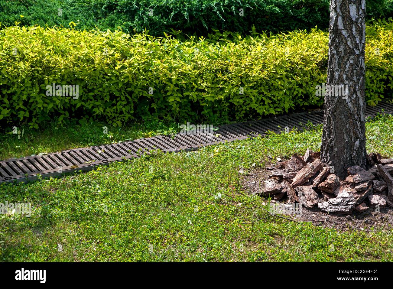 grate drainage system on lawn with green grass and bushes in backyard garden with tree trunk bark and mulching, rainwater drainage system in park amon Stock Photo