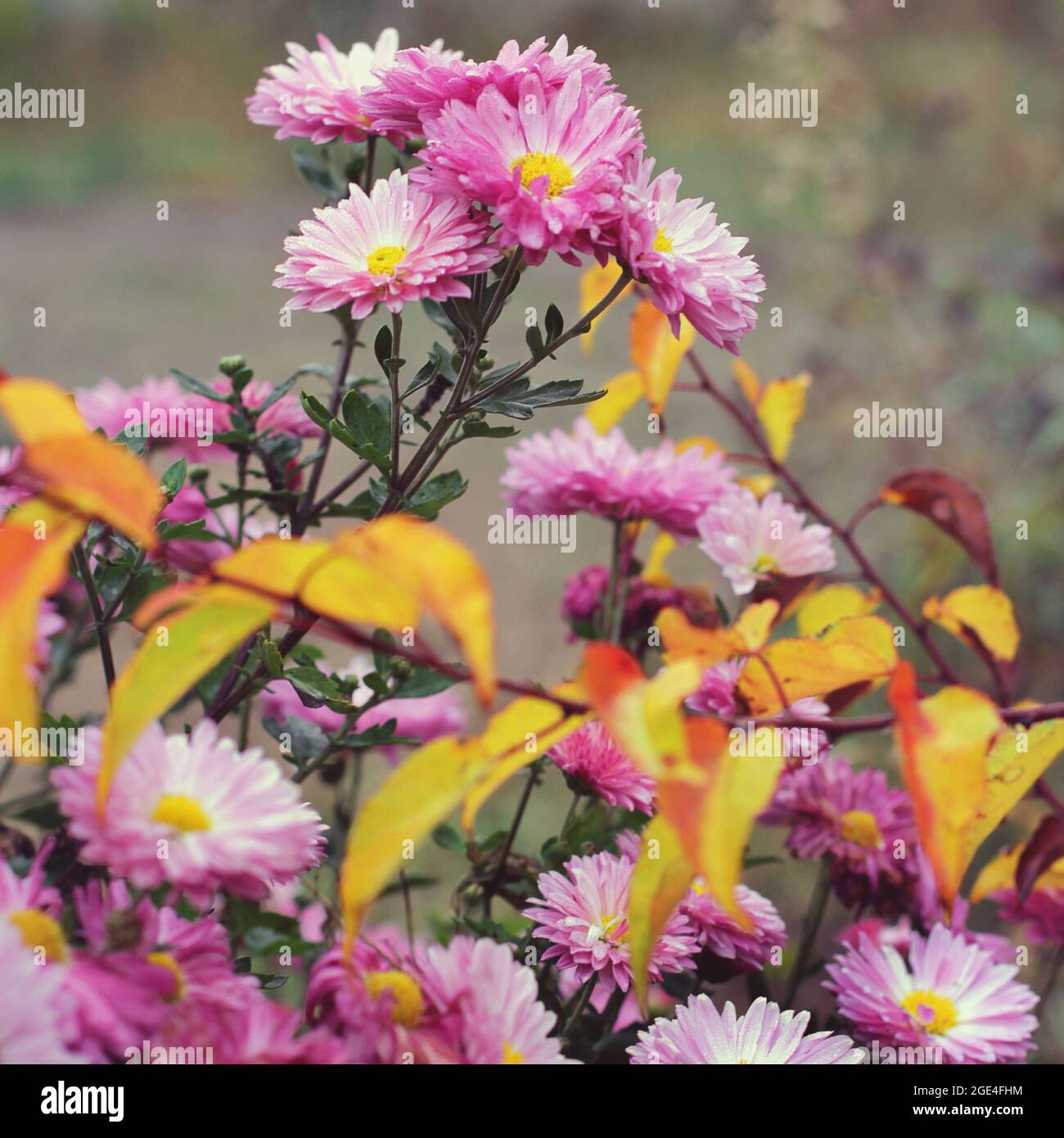 Chrysanthemums grass hi-res stock photography and images - Alamy