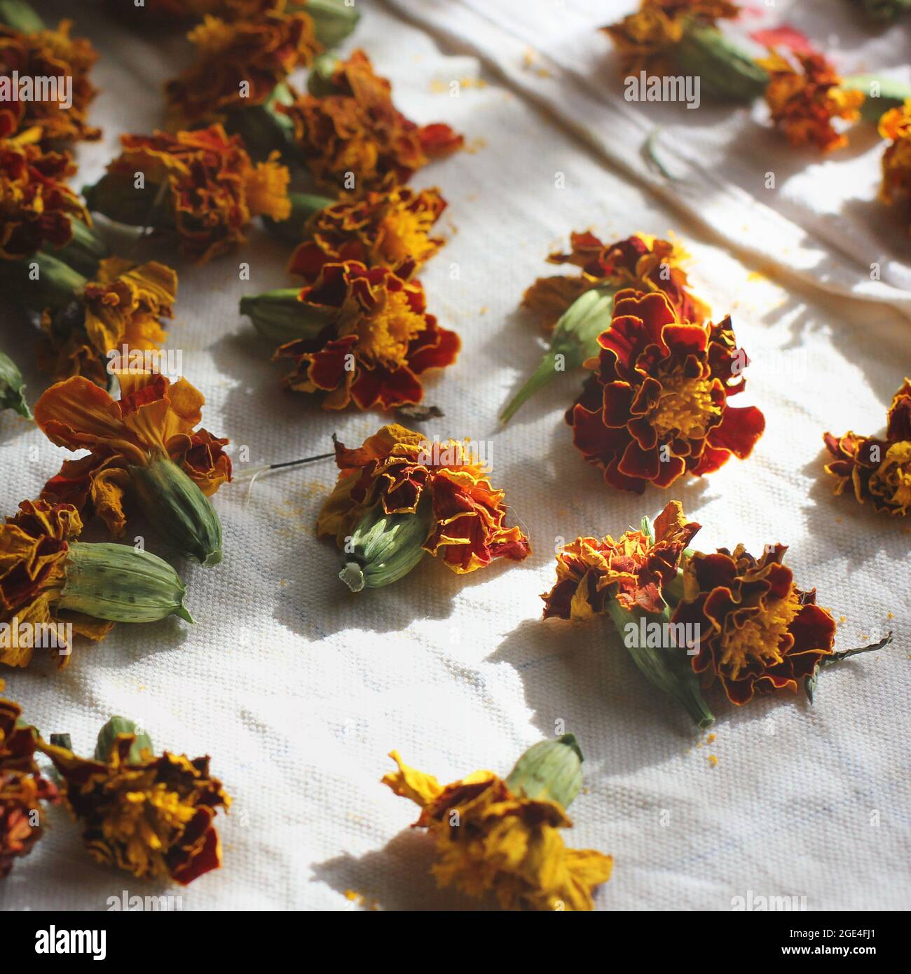 A close up of some dried plants with some white flowers · Free Stock Photo