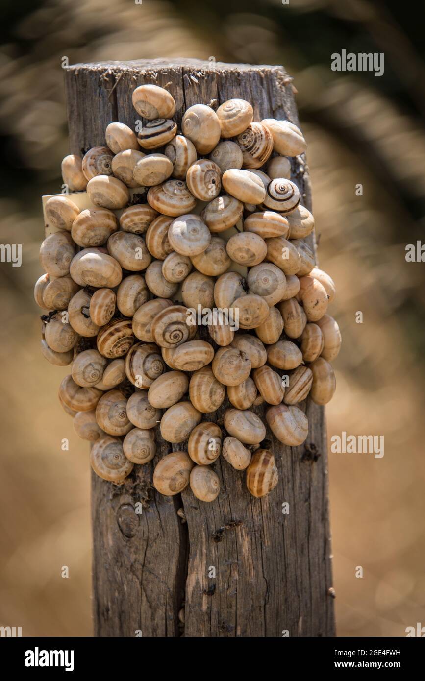 Wetterschutz: Schnecken an einem Pfahl versammelt - sheltering from wind and weather: snails clustered on a wooden pole at the Canal du Midi Stock Photo