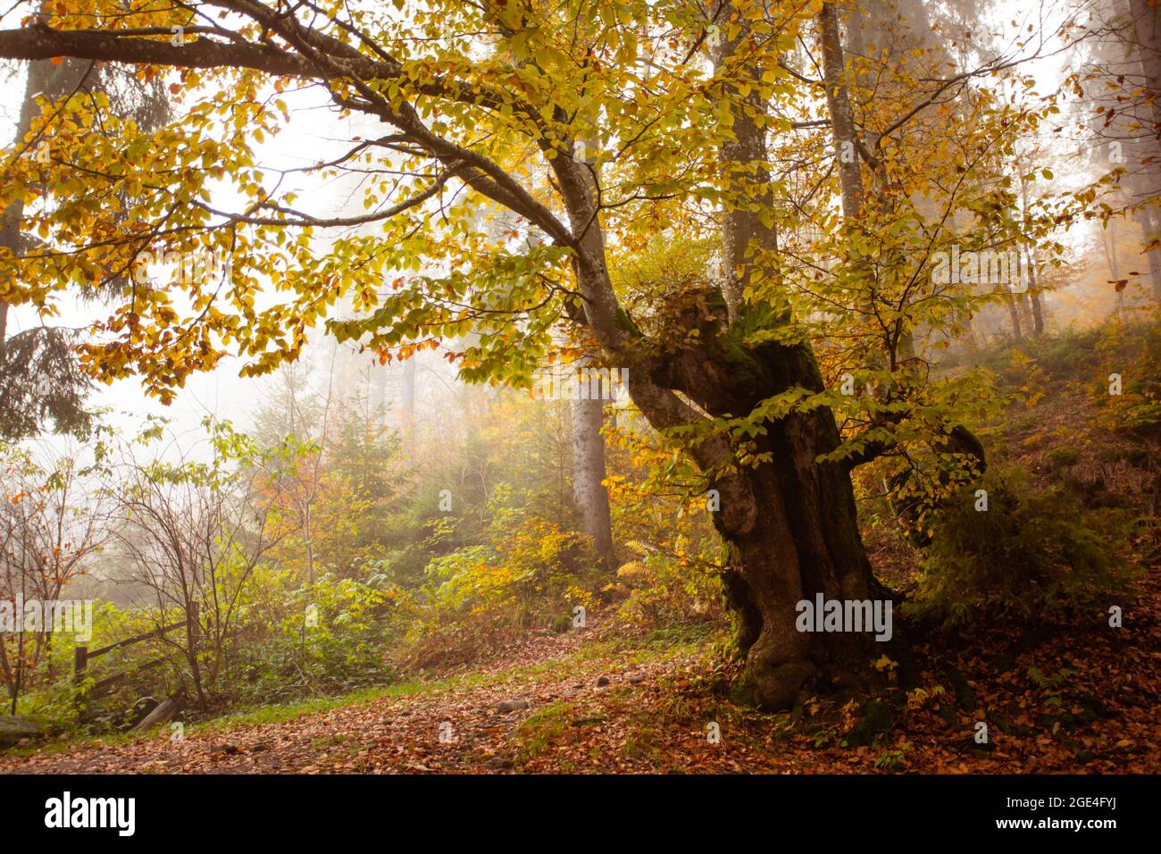 The big old oak tree in the autumn forest Stock Photo - Alamy