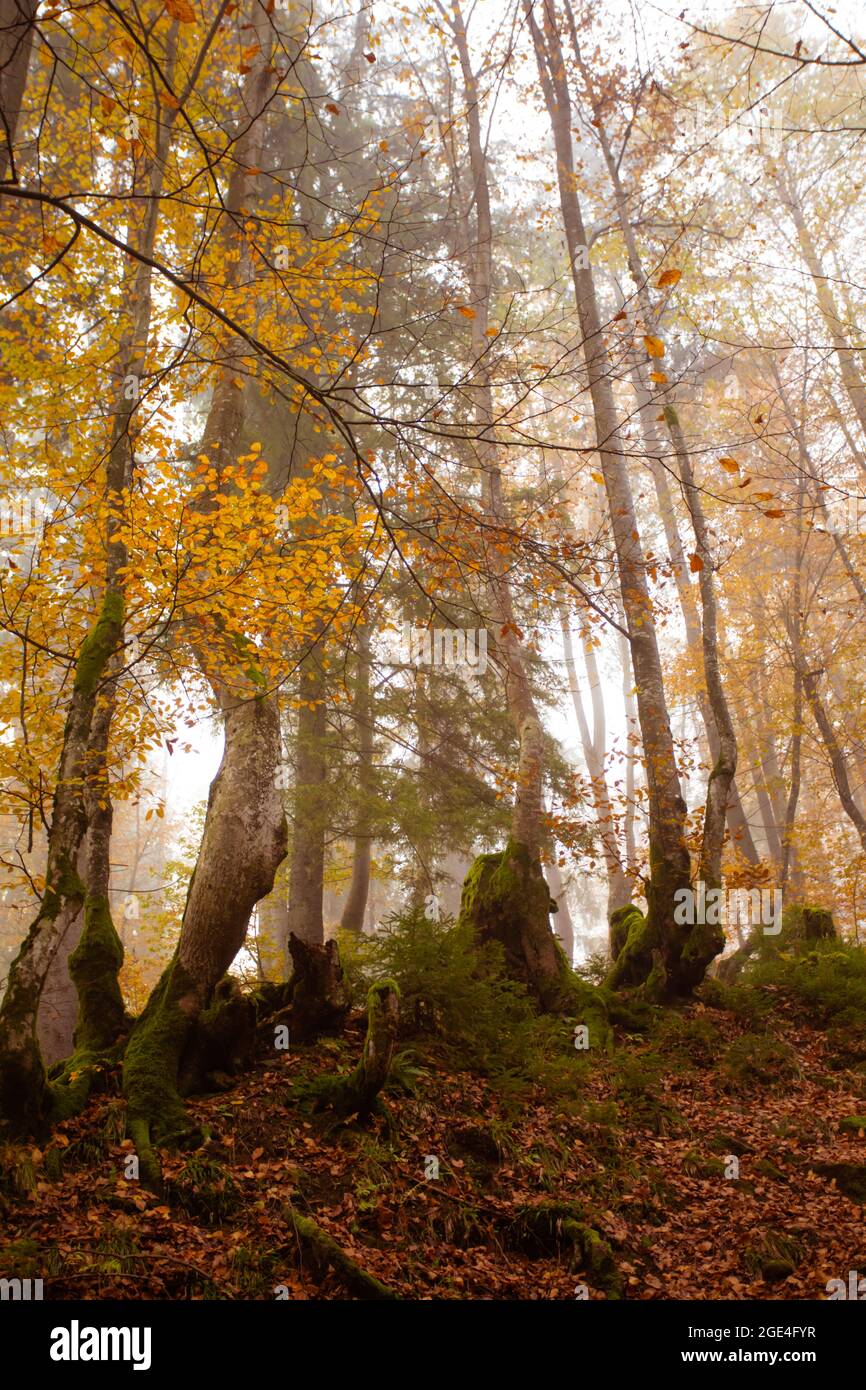 The big old oak tree in the autumn forest Stock Photo - Alamy
