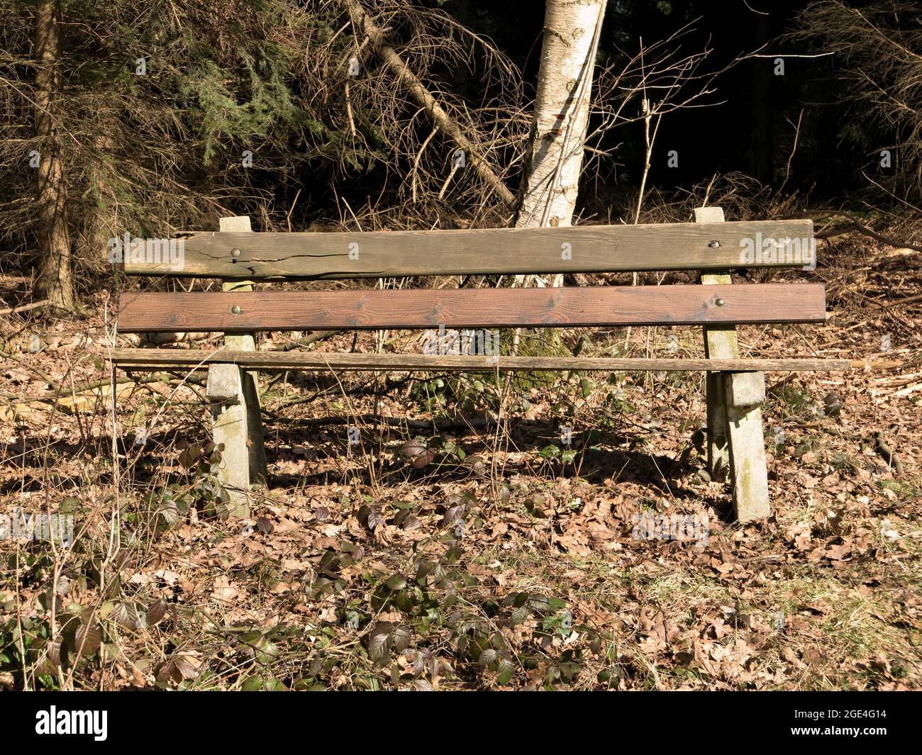 weathered bench at forest border Stock Photo
