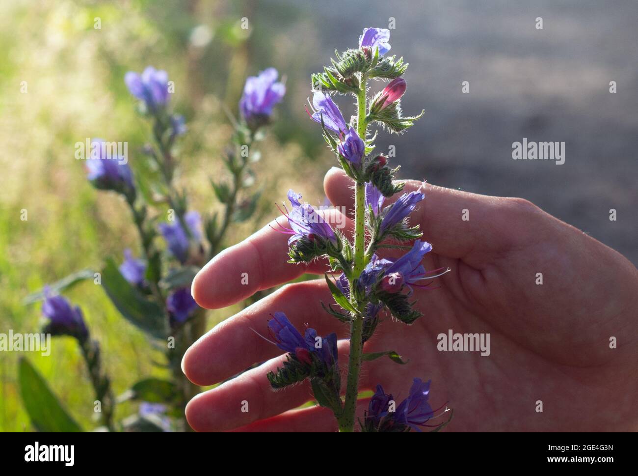 Woman's hand takes Blue melliferous flowers - Blueweed (Echium vulgare)  is a medicinal plant.Close up. Stock Photo