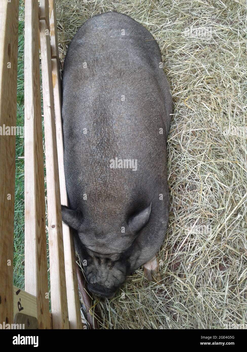 Pot Bellied Pig in an Enclosure Stock Photo Alamy