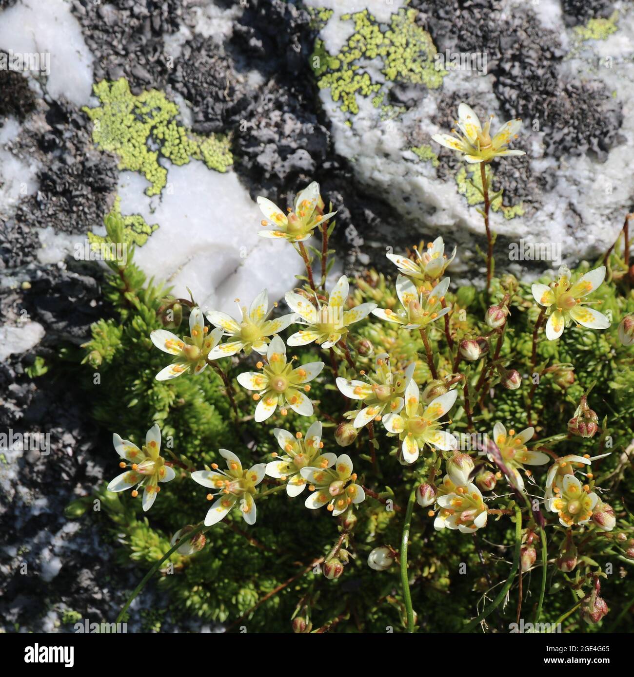 White yellow saxifrage seen in the Pizol region. Stock Photo