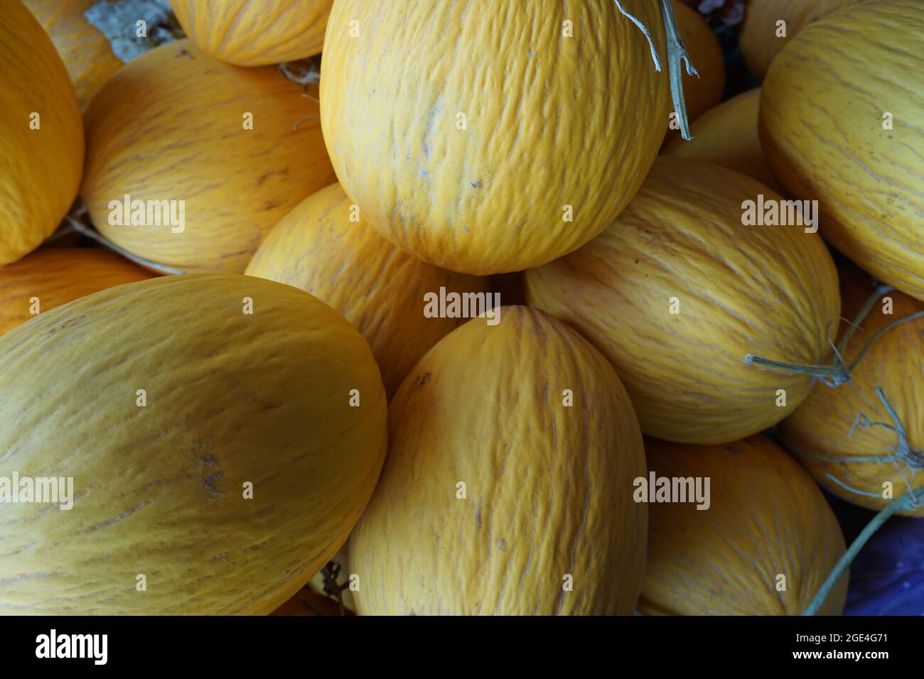 Yellow Melon coming from Morocco, Natural Fruit,in the market,Healthy Seasonal fruits, ready to consume Stock Photo