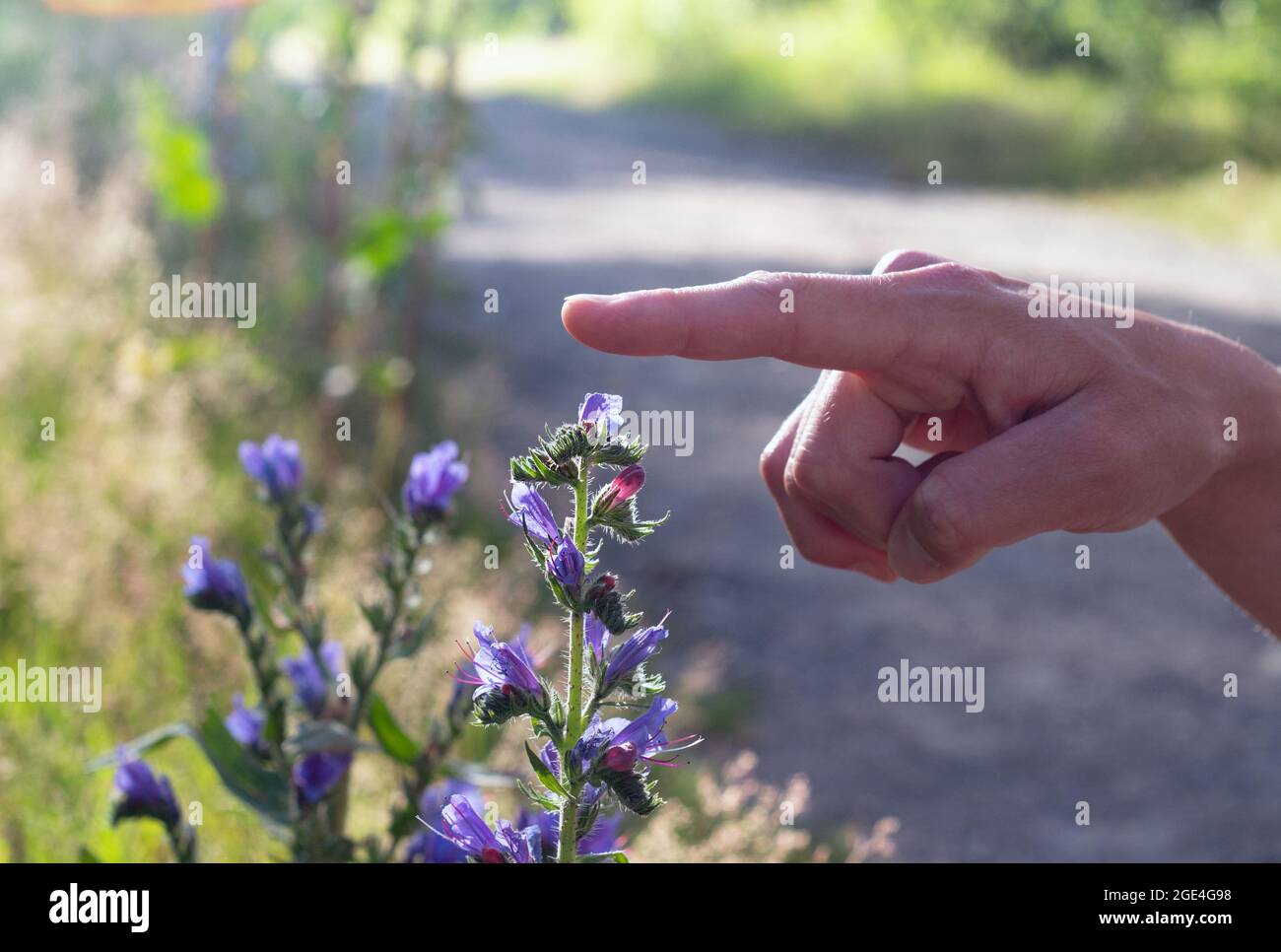 Woman's hand touches Blue melliferous flowers - Blueweed (Echium vulgare)  is a medicinal plant. Close up. Stock Photo