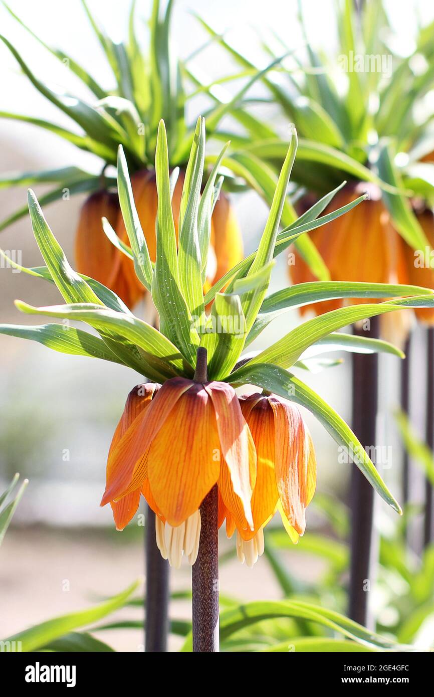 Fritillaria In The Garden Close up Orange Flowers Stock Photo Alamy fritillaria-in-the-garden-close-up-orange-flowers-stock-photo-alamy