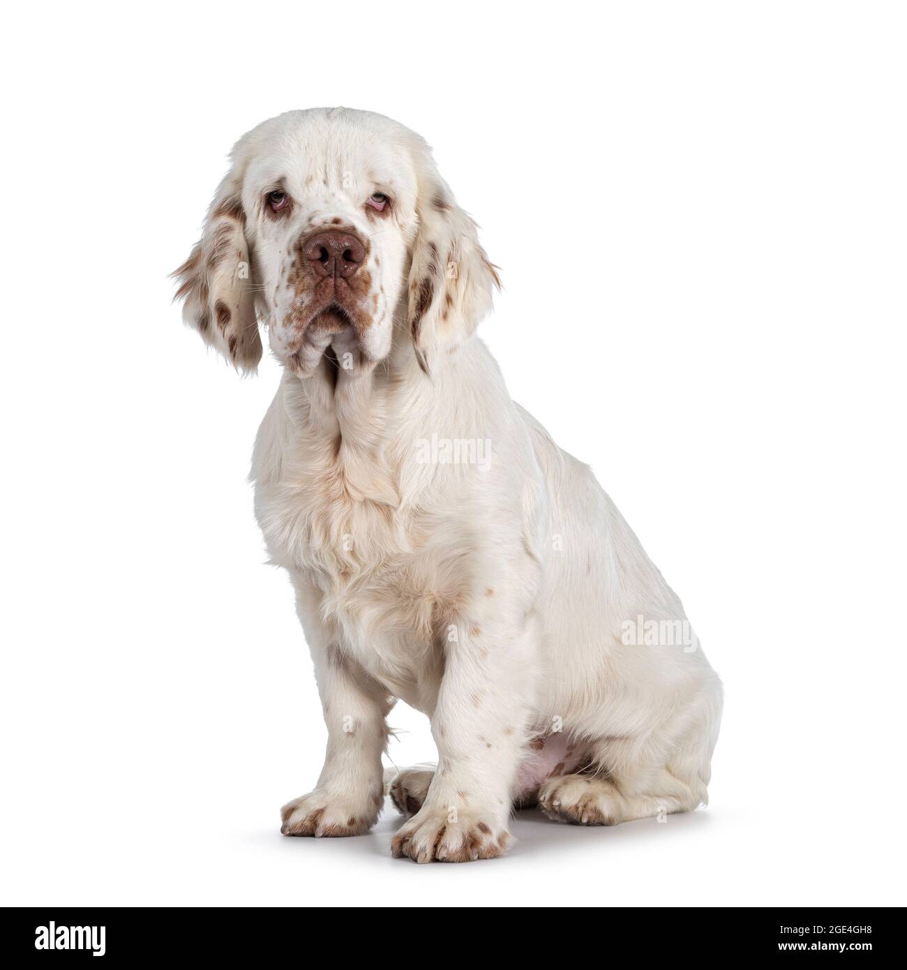 Cute Clumber Spaniel dog pup, sitting up side ways. Looking towards camera with the typical droopy eyes. Isolated on a white background. Stock Photo