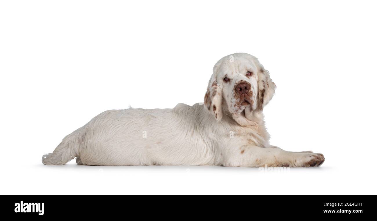 Cute Clumber Spaniel dog pup, laying down side ways. Looking towards camera with the typical droopy eyes. Isolated on a white background. Stock Photo