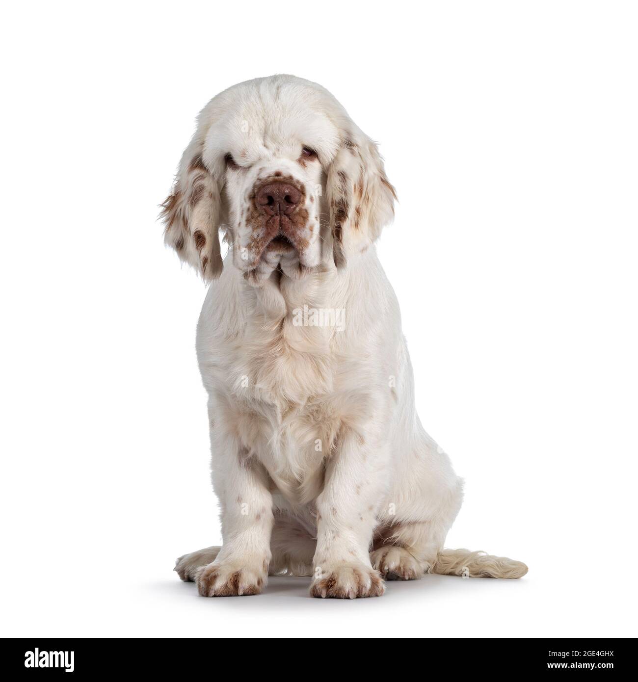 Cute Clumber Spaniel dog pup, sitting up side ways. Looking towards camera with the typical droopy eyes. Isolated on a white background. Stock Photo