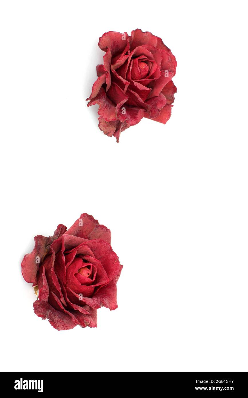 Dried roses on a white background Stock Photo - Alamy