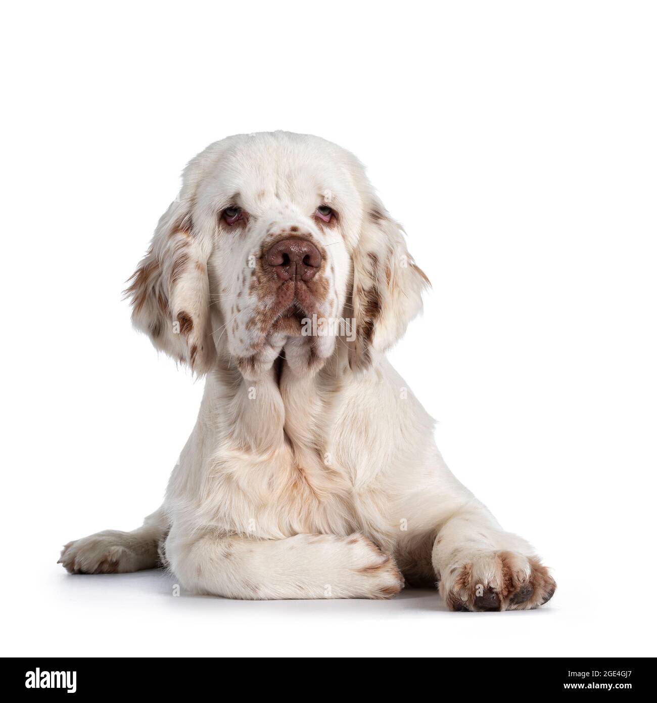 Cute Clumber Spaniel dog pup, laying down facing front. Looking towards camera with the typical droopy eyes. Isolated on a white background. Stock Photo