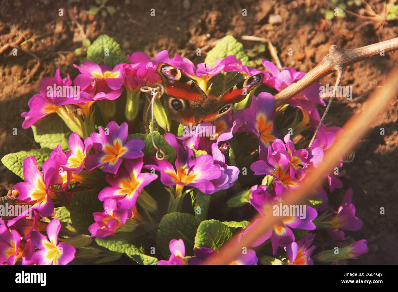 Butterfly sits on a flower Stock Photo - Alamy