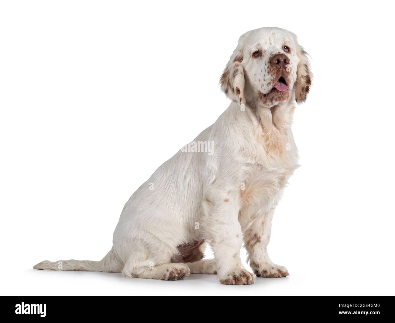 Cute Clumber Spaniel dog pup, sitting up side ways. Looking away from camera with the typical droopy eyes. Tingue out. Isolated on a white background. Stock Photo
