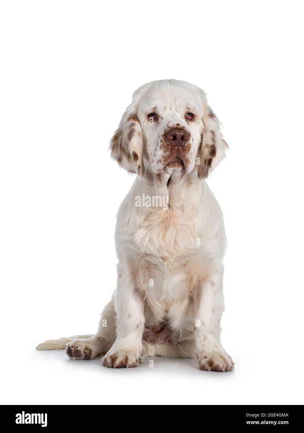 Cute Clumber Spaniel dog pup, sitting up facing front. Looking towards camera with the typical droopy eyes. Isolated on a white background. Stock Photo