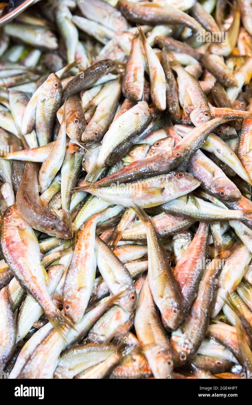 Fresh seafood market in Batumi Live fish in ice Stock Photo