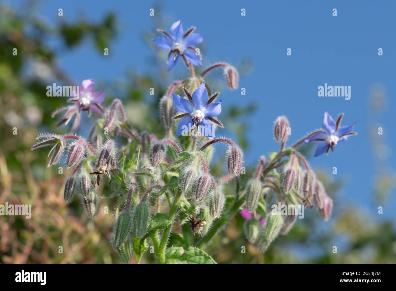 Close up of borage (borago officinalis) flowers in bloom Stock Photo