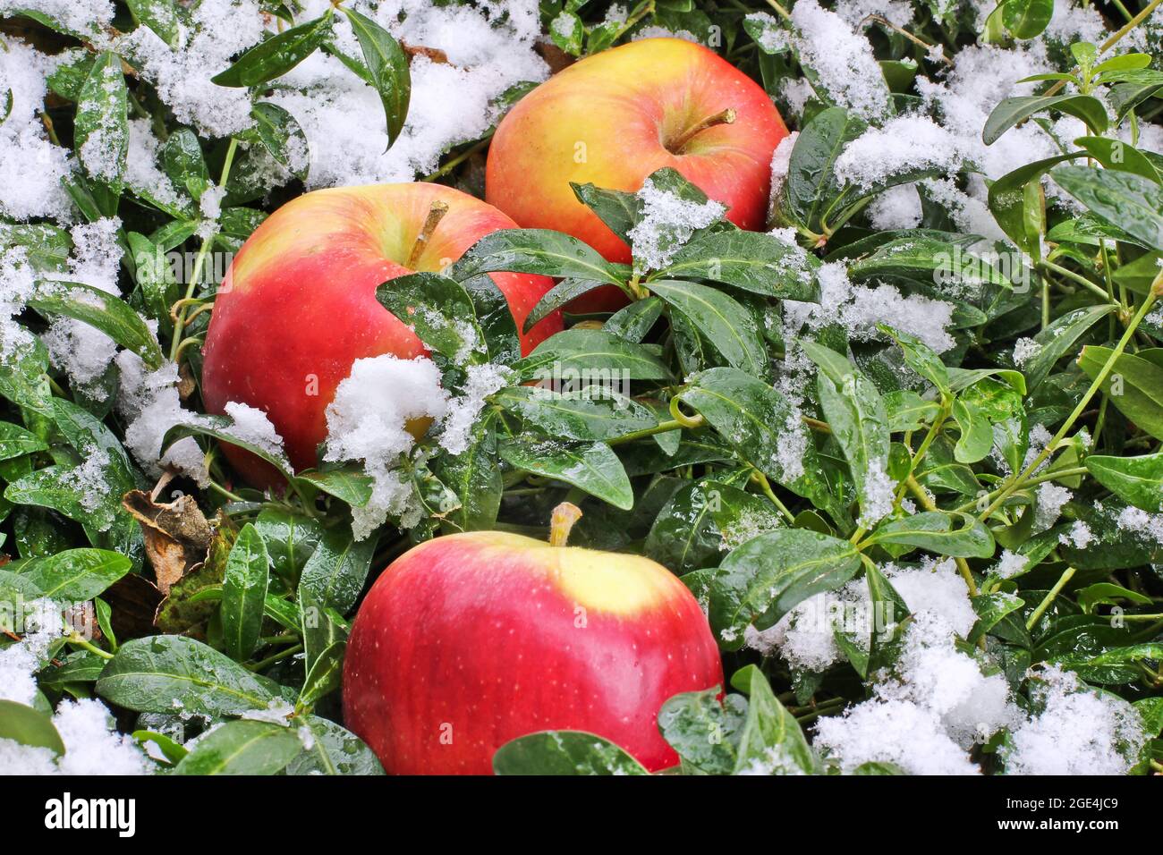Apples in the snow. Winter and green leaves Stock Photo Alamy