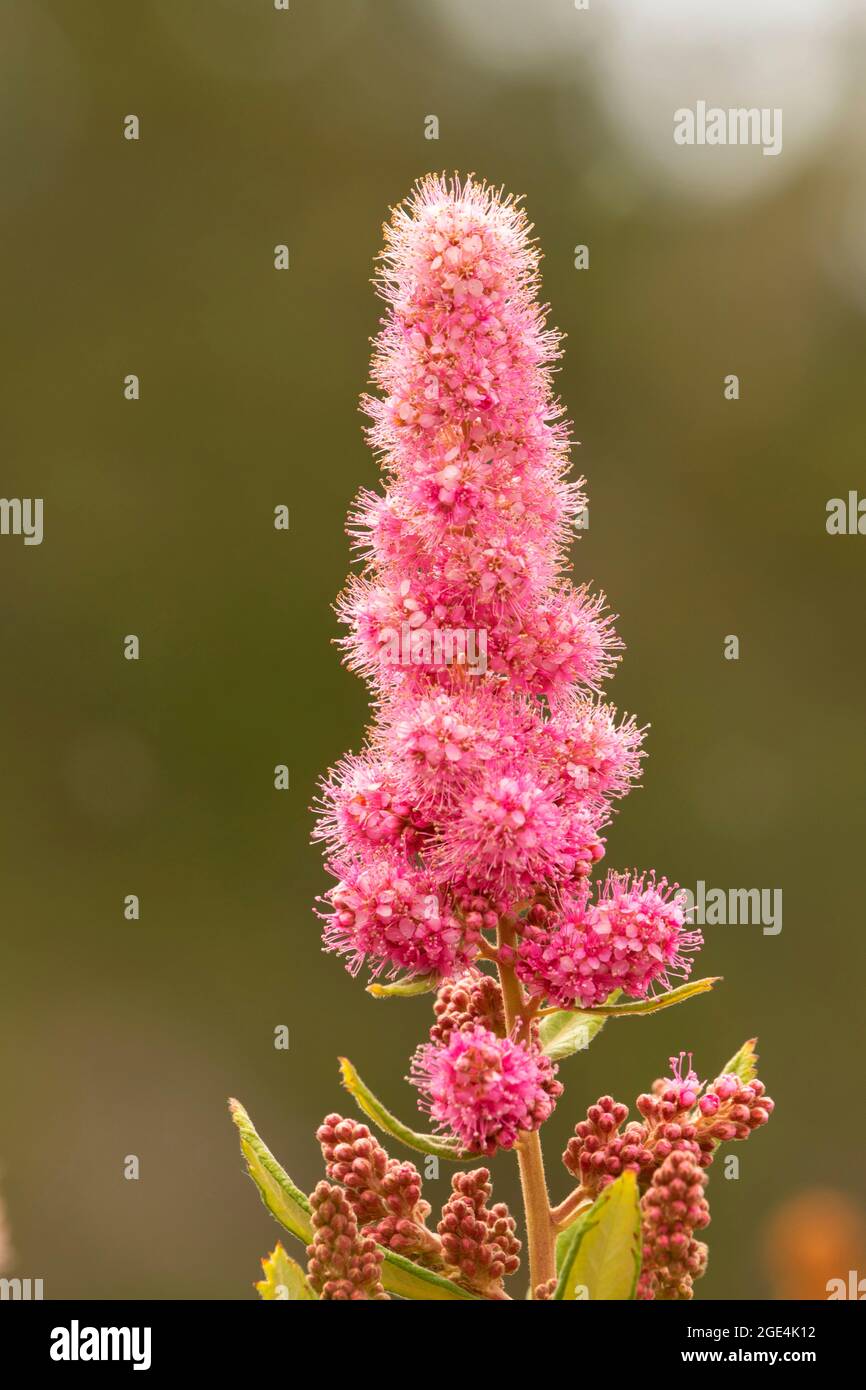Douglas spirea (Spiraea douglasii), Oregon Dunes National Recreation Area, Siuslaw National Forest, Oregon Stock Photo