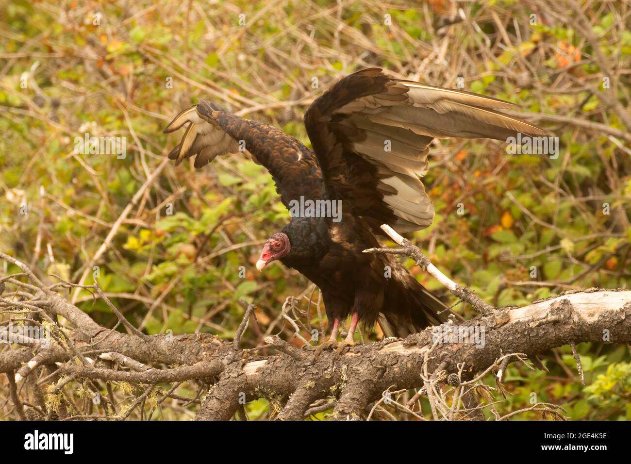 Turkey vulture (Cathartes aura) at Dock Beach, Port Orford, Oregon