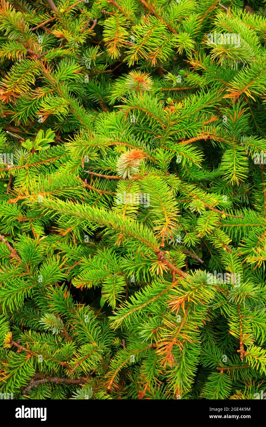 Sitka spruce (Picea sitchensis) needles, Port Orford Heads State Park, Oregon Stock Photo