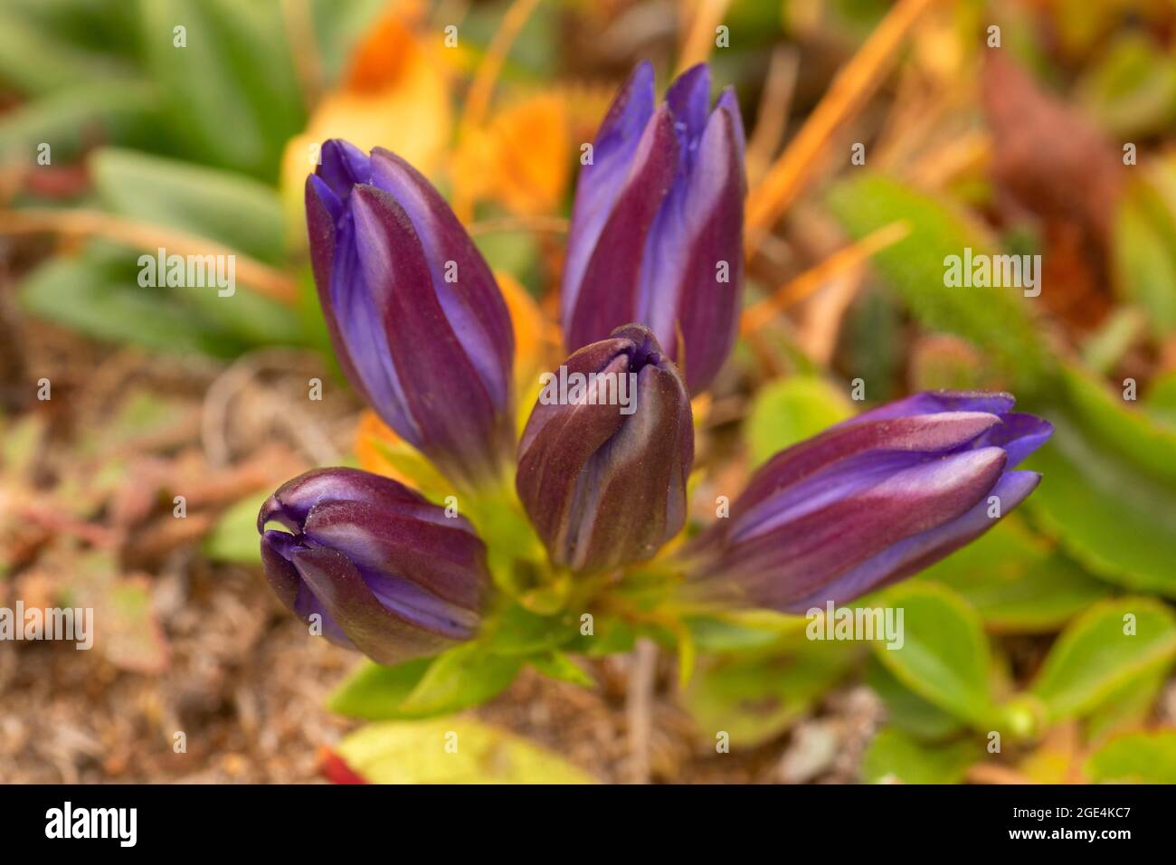 Gentian, Port Orford Heads State Park, Oregon Stock Photo