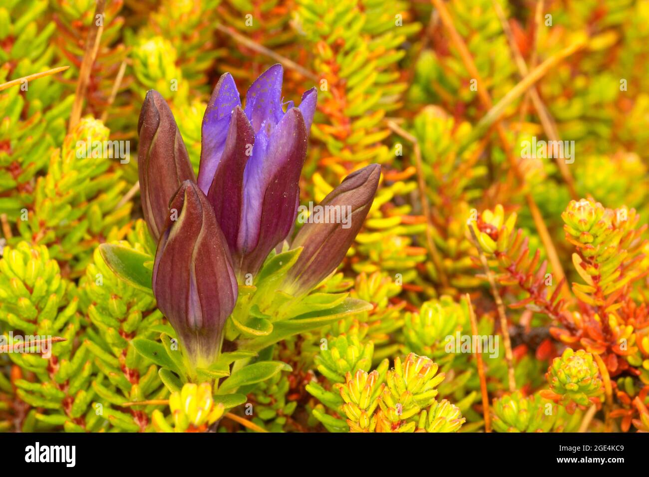 King's scepter gentian (Gentiana sceptrum), Port Orford Heads State Park, Oregon Stock Photo