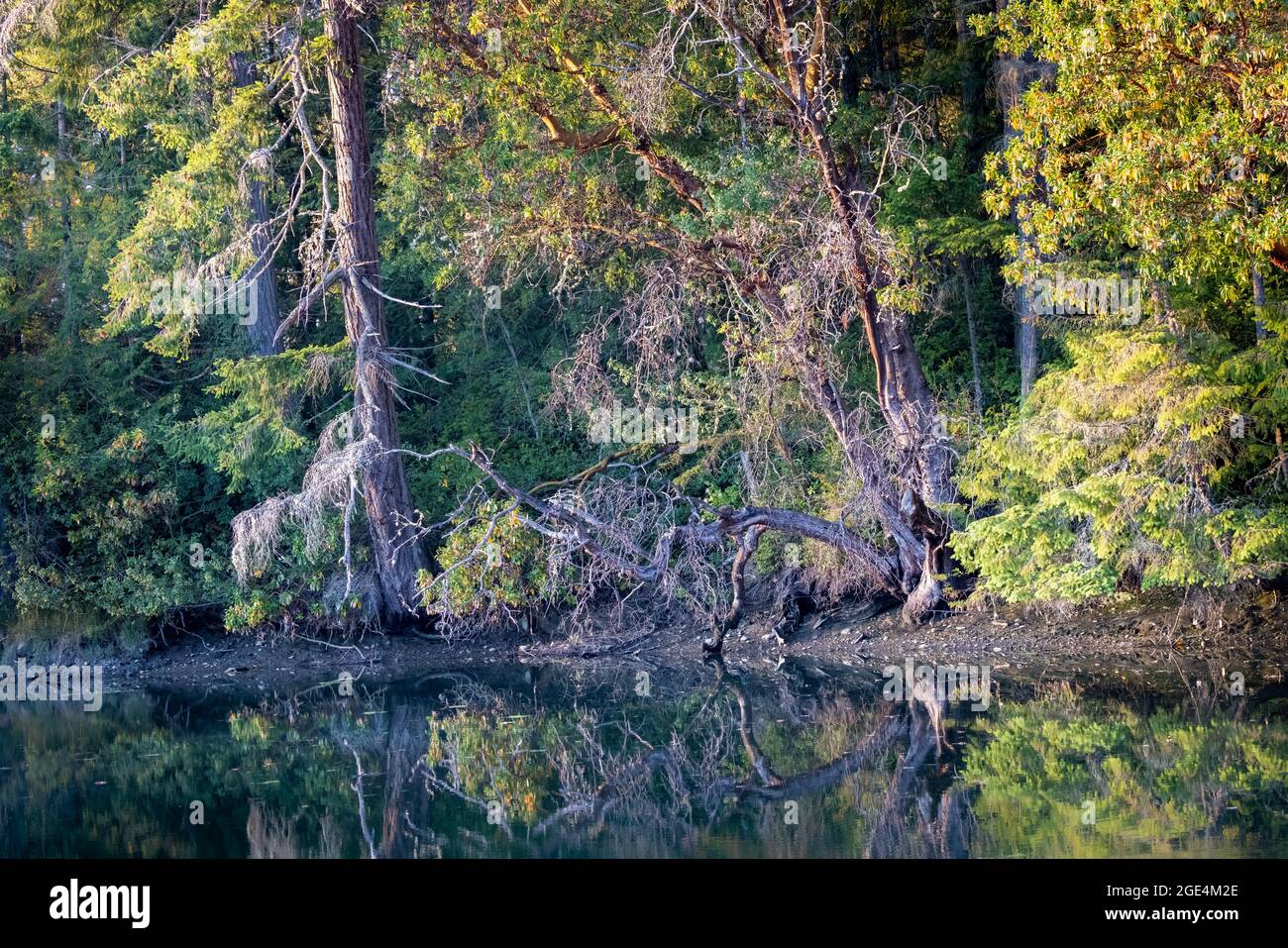 Small lake reflecting trees hi-res stock photography and images - Alamy