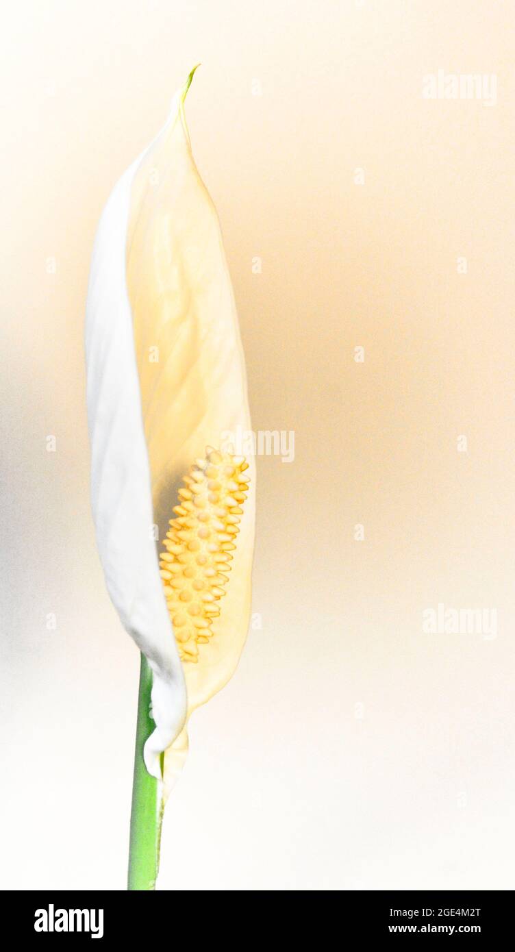 A single, white peace lily (spathiphyllum) set against a cream background Stock Photo