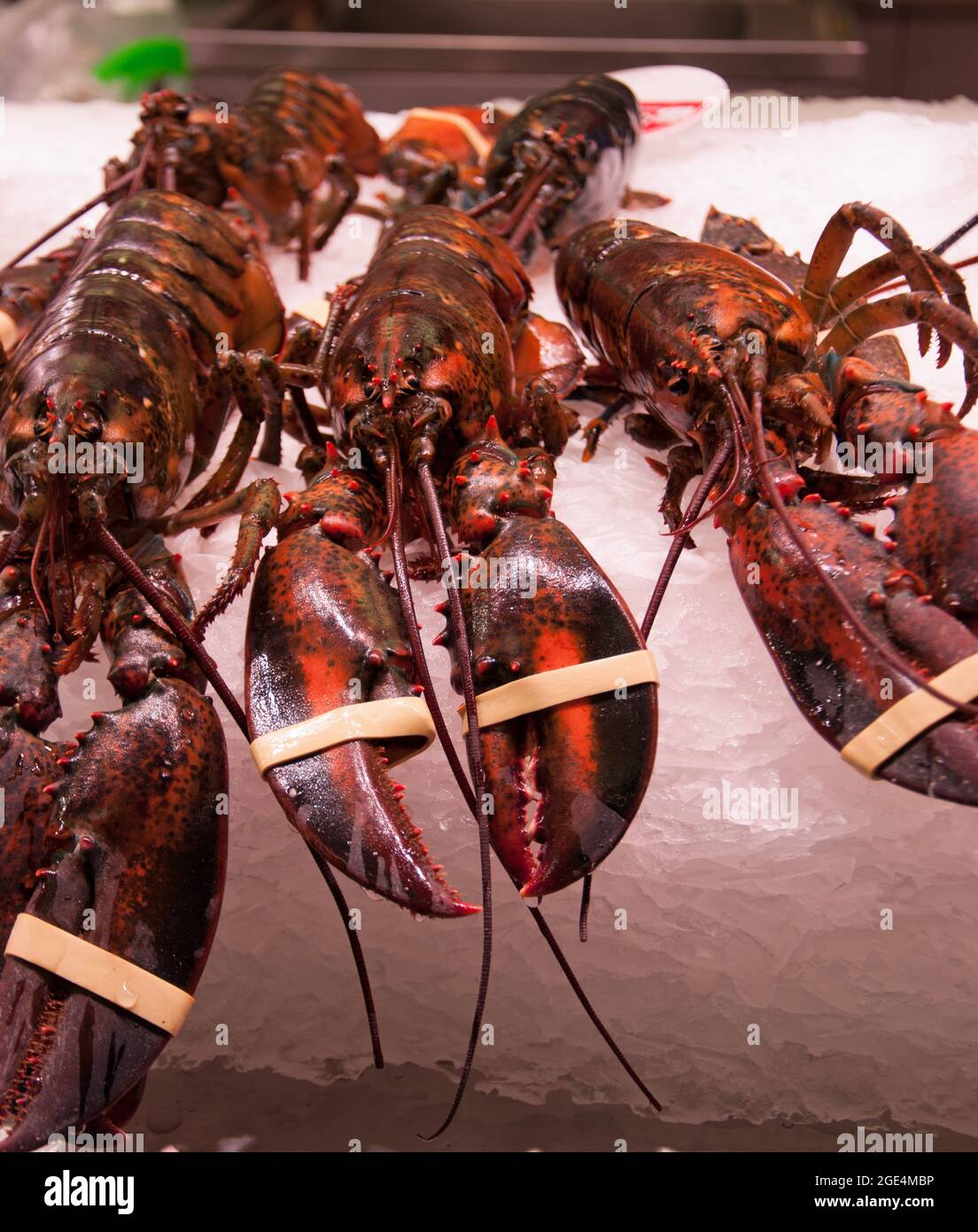 Spanish lobsters hi-res stock photography and images - Alamy