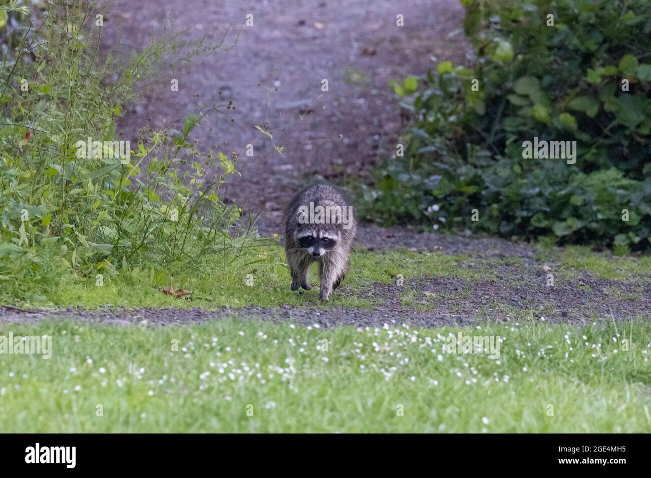 small raccoon walking down path into clover and grass Stock Photo - Alamy