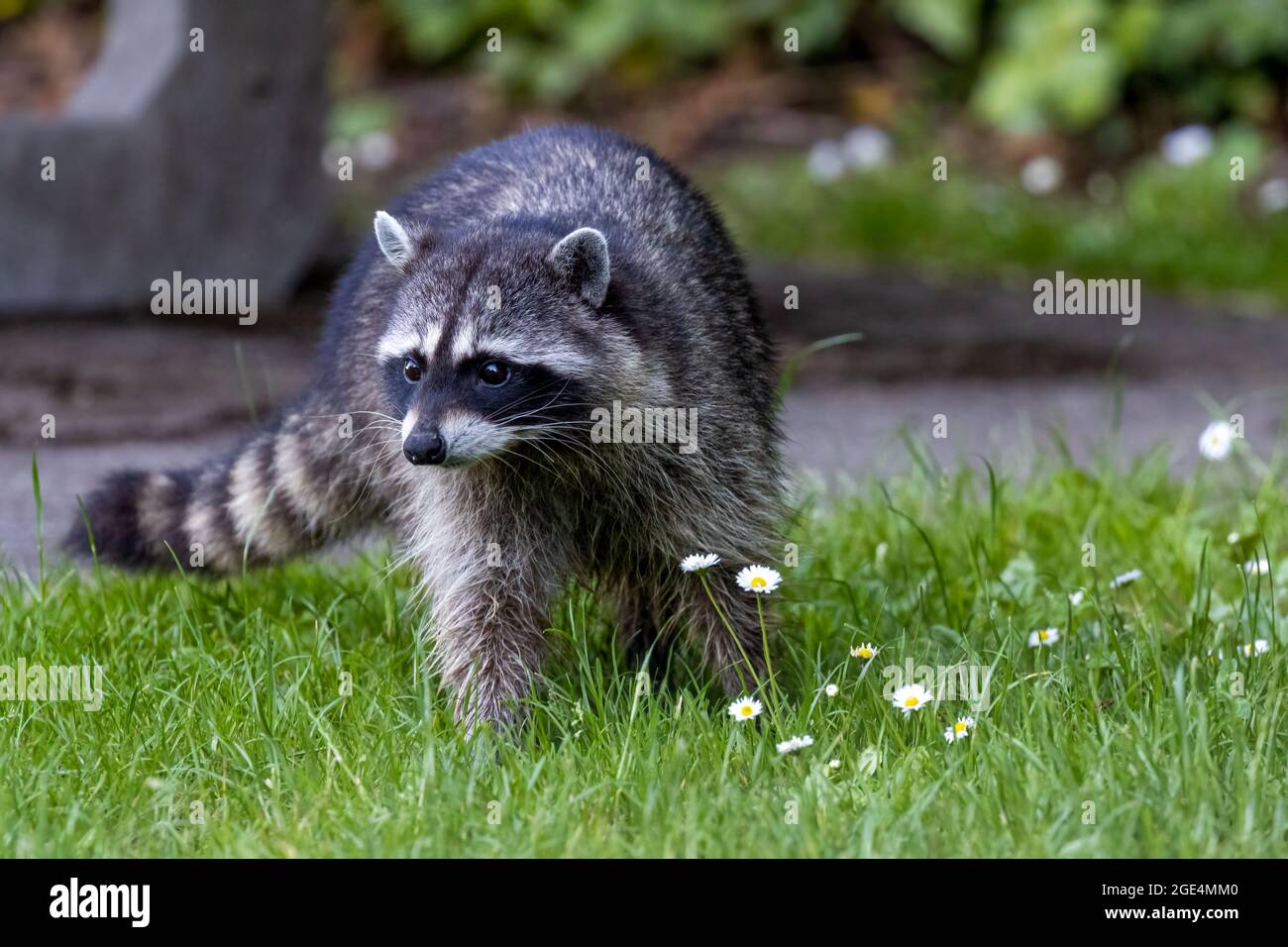 raccoon walking in park in grass and clover Stock Photo - Alamy