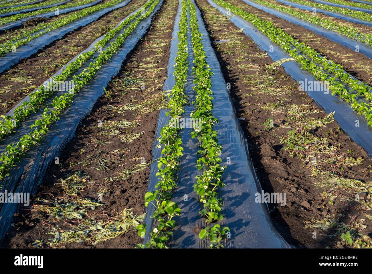 Foil mulch hires stock photography and images Alamy