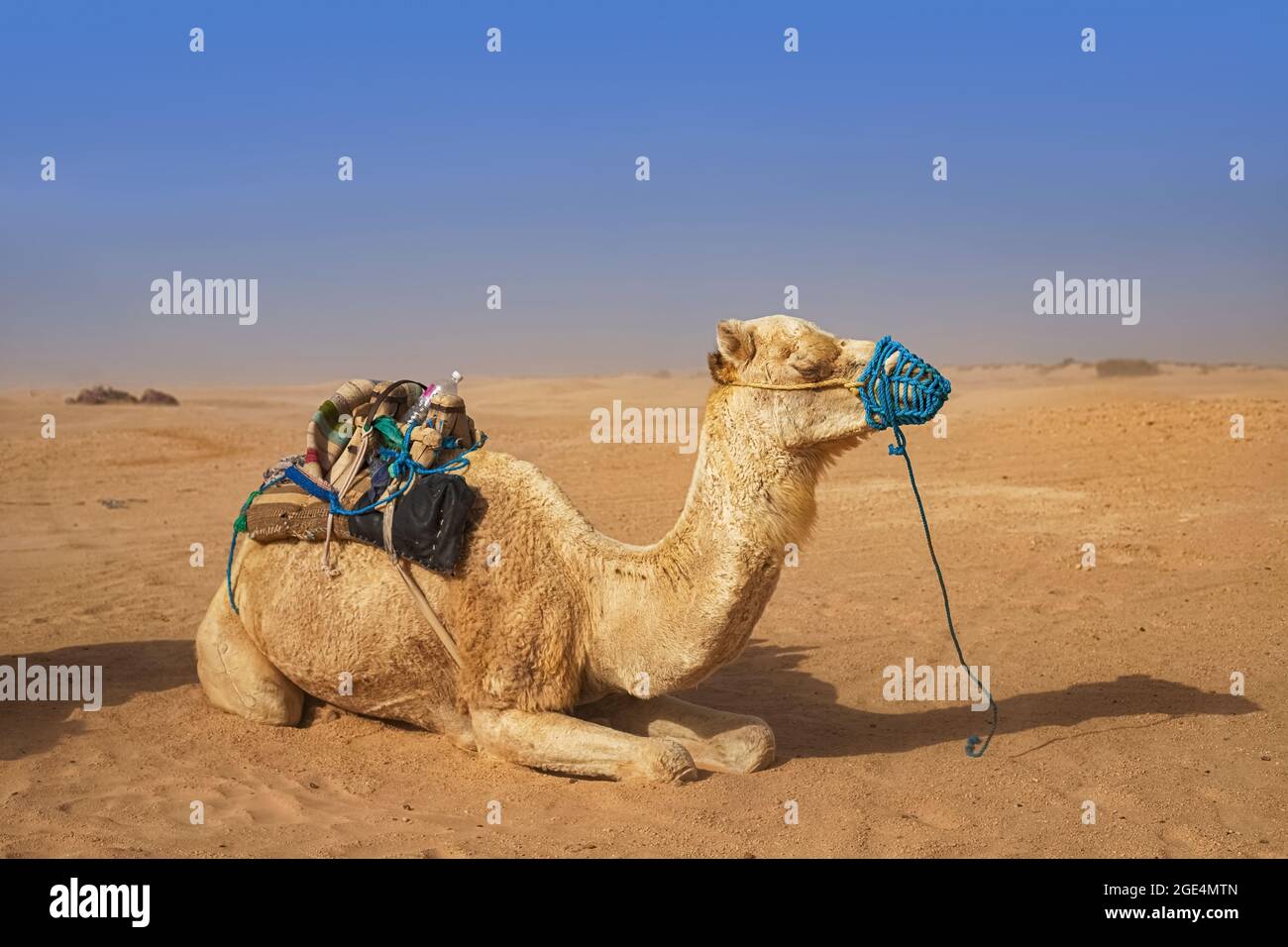 Dromedary Camel sits on the sand in the Sahara Desert, resting Stock ...