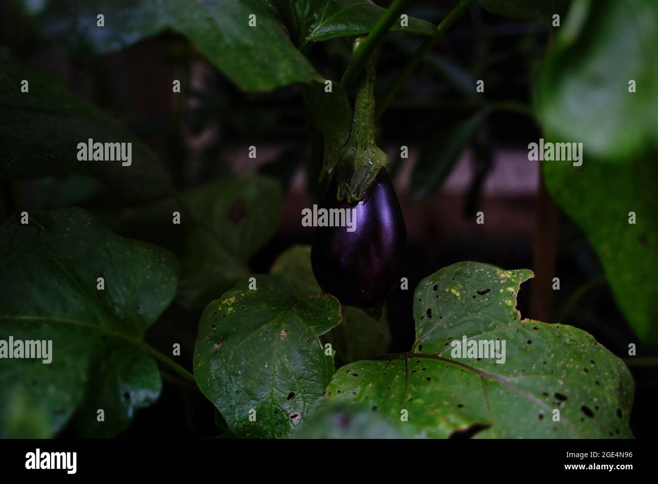 Purple Indian eggplant growing in backyard garden, selective focus Stock Photo