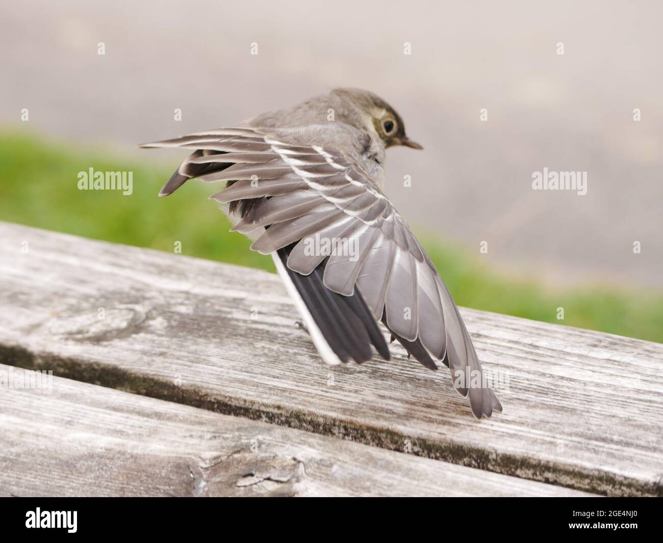Juvenile pied wagtail stretching out its wing Stock Photo