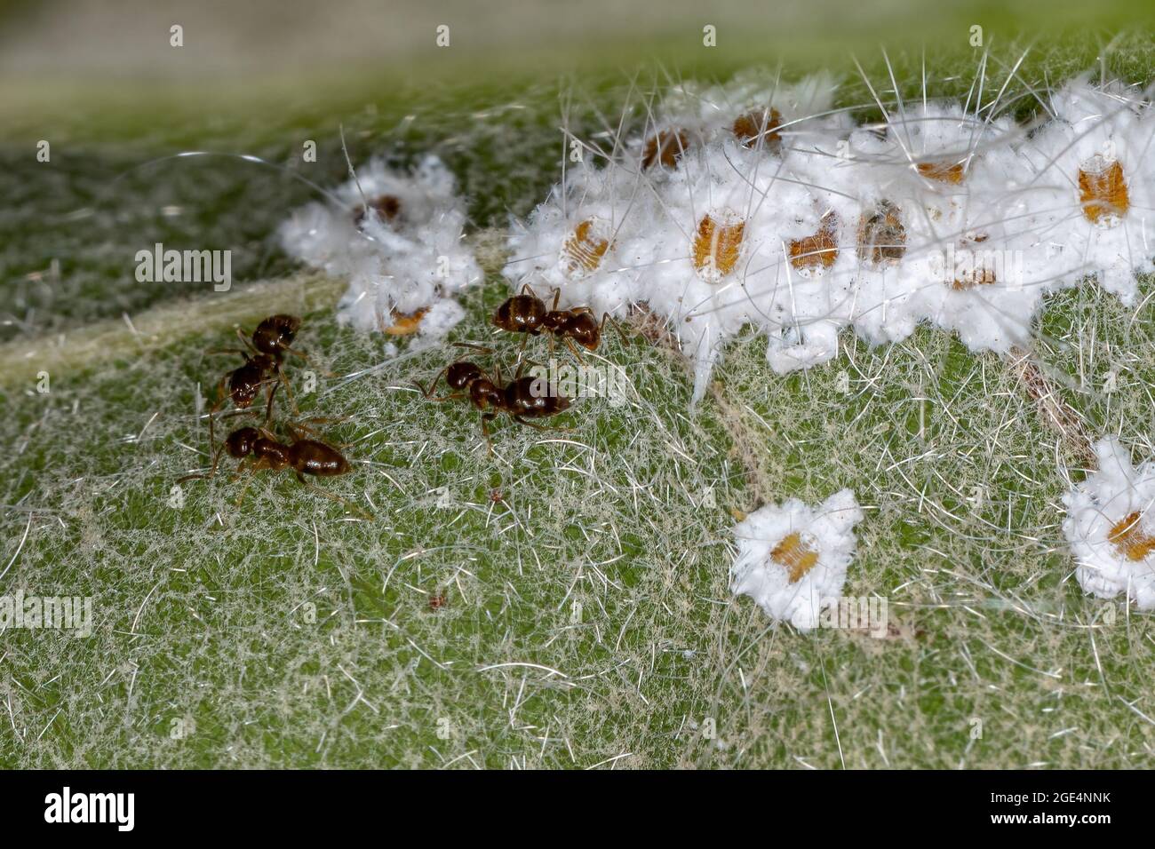 Small Whiteflies Insects of the Family Aleyrodidae with Adults Rover Ants of the Genus Brachymyrmex in a look of the Oiti tree of the species Licania Stock Photo