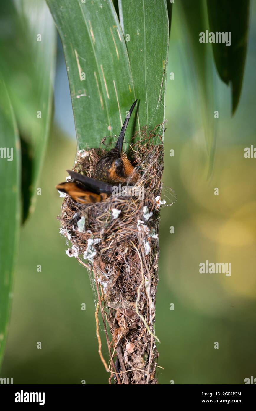 A Saw-billed Hermit (Ramphodon naevius) sitting on its nest in the Atlantic Rainforest of SE Brazil Stock Photo