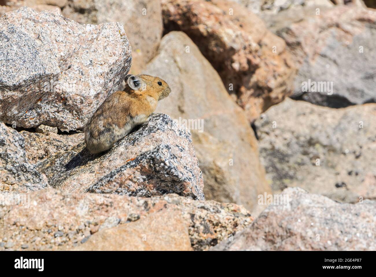 Colorado evans mount rodent hi-res stock photography and images - Alamy