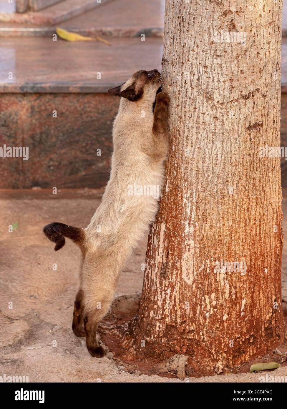 cat scratching the trunk of a tree with selective focus Stock Photo Alamy